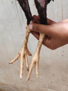 Aseel mushka patha for sale