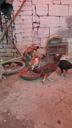 4 aseel Females sale