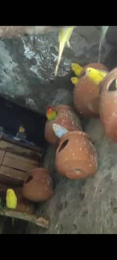 bajri ki kaloni ha or cocktail ka be 4pic ha