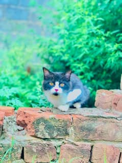 one female cat for sale beautiful look age 4month baby cat