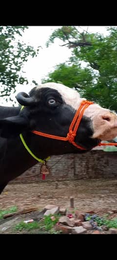 neli buffalos