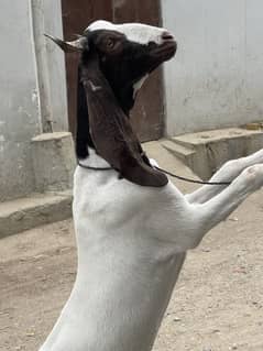 نکرا نسل کا بکرا