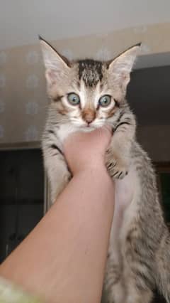 SINGAL CODE DOUBLE CODE TRIPLE CODE MALE AND FEMALE AVAILABLE