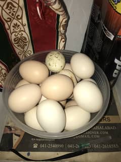 Asel eggs Lasani for sale 03006659134