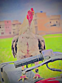 aseel