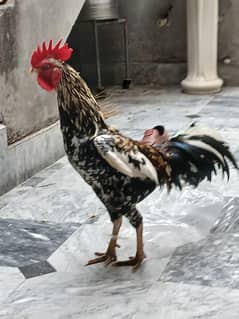 bengum aseel Cross murgha or Desi murghi
