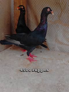 pair of black danish pigeon for sale healthy & active