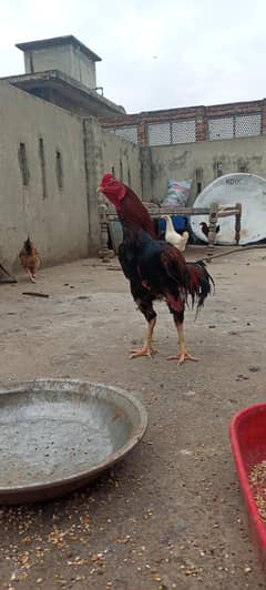 Rare Mianwali Aseel for Sale – Pure Bloodline | Active & Healthy