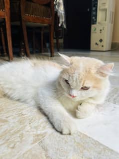 Persian cat