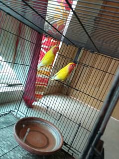 love birds lutino red eyes breeder pair jumbo size