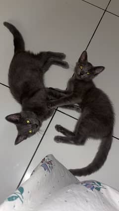 Persian cat