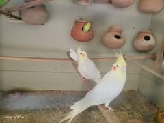 4 piece common white cockatiels
