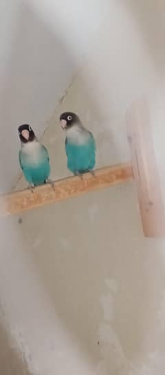 love bird breeder pair