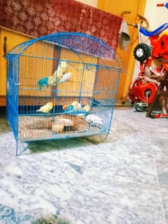 breader pairs of lovebirds available in reasonable price. . . .