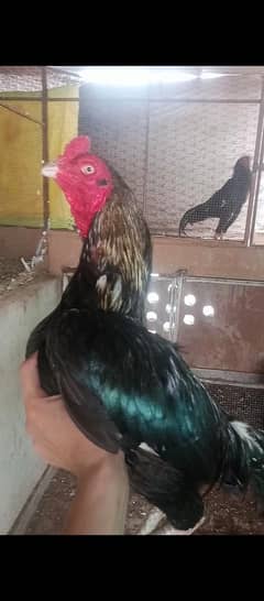 breeder