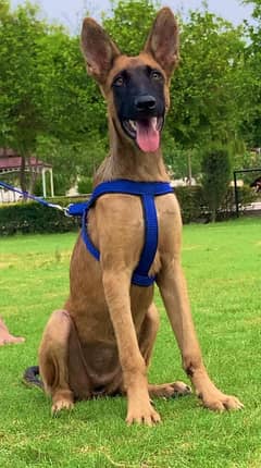 Belgium mininas full security guard female 4 months for sale