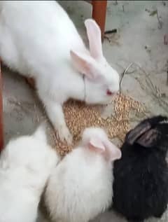 Rabbits with mother for sale