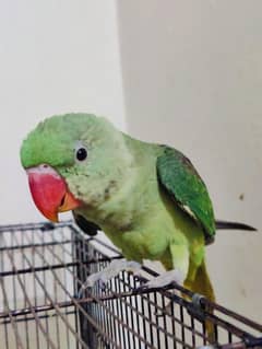 big size Raw parrot