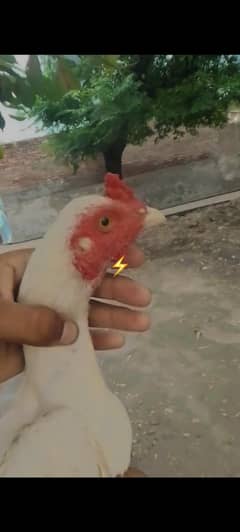 o shamo aseel for sale