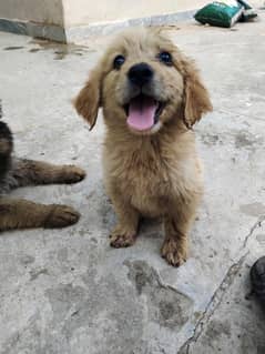 Golden retriever for new home
