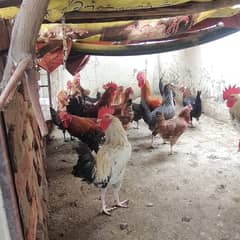 golden misri hen | desi murghi | breeder pair |  pathi | hens