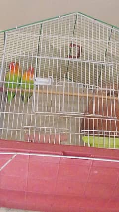 albino fisher love bird