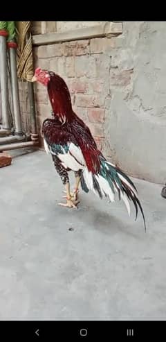 'aseel gamer bird available