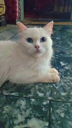 Persian Cat | Cat pair | Triple Coat Kitten | punch Face cat | Kitten