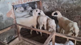 Sheeps For Sale