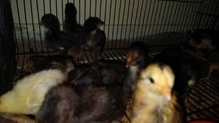 Aseel Chcks | Desi Chicks | Austrlop Chicks | Rir Chicks For Sale