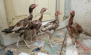 Mianwali Aseel Chicks For Sale