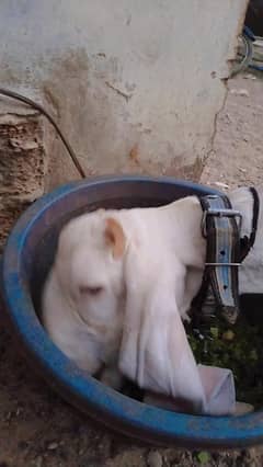 gout Gulabi