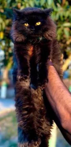 beautiful black person cat