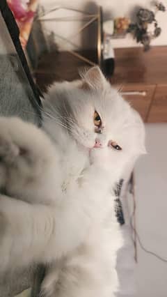PERSIAN WHITE CAT