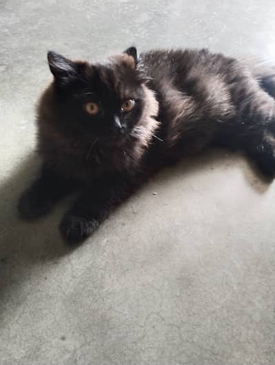 Male cat for sale