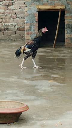 white eyes white legs white beak