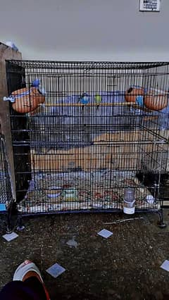 Best cage for Birds