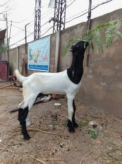 Goat