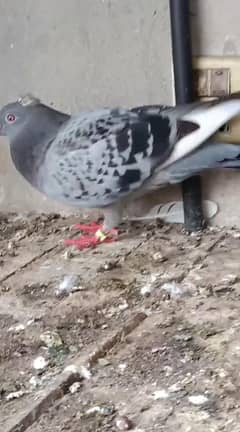qasid male phata