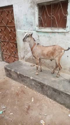 Taddy Bakra