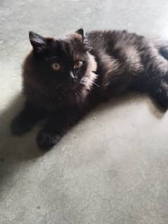 Male cat for sale