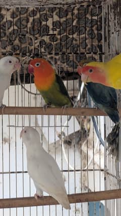 cramino,decino,albino