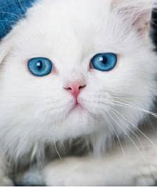 triple coat Persian kitten  for sale