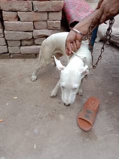 Dogs bull terrier
