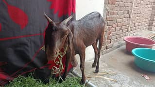 Goat For Sale!