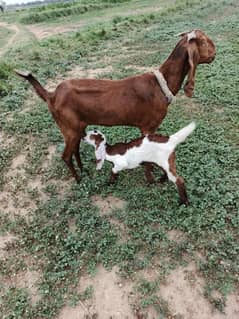 Bakri