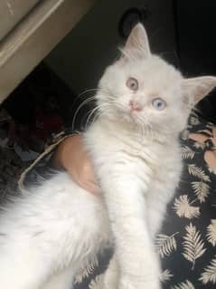 kitten