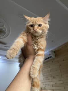 Persian