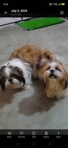 Shih tzu Shihtzu male for Stud/Cross/Mating