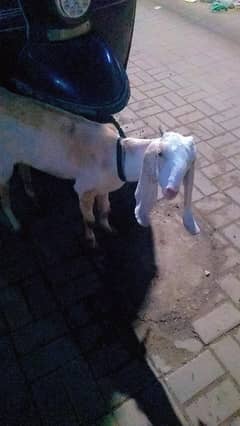 baby female goat for sale
